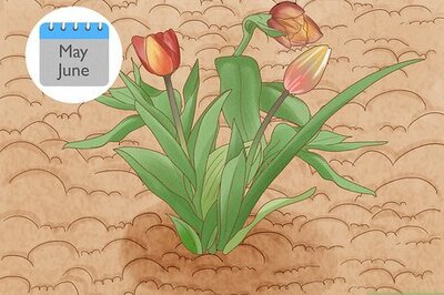 How to Prune Tulips