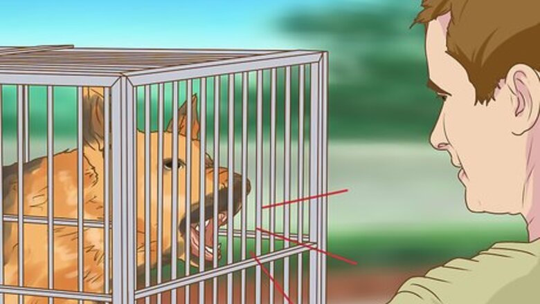 How to Evaluate a Dog's Temperament Before Choosing