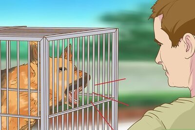 How to Evaluate a Dog's Temperament Before Choosing