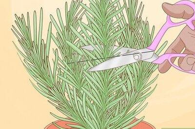 How to Divide a Lavender Plant