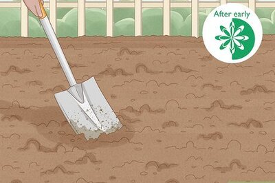 How to Plant Marigolds