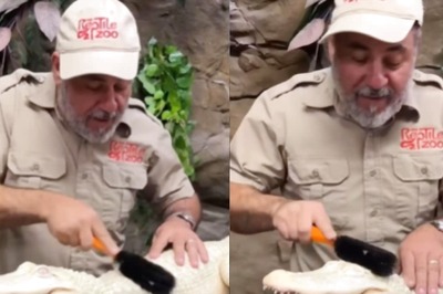 Nothing, Just A Rare White Albino Alligator Enjoying A Spa Day