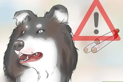 How to Prevent Dog Cancer