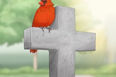 The Spiritual Meaning of Seeing a Cardinal After a Death