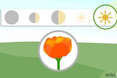 How to Plant a Sun Lover