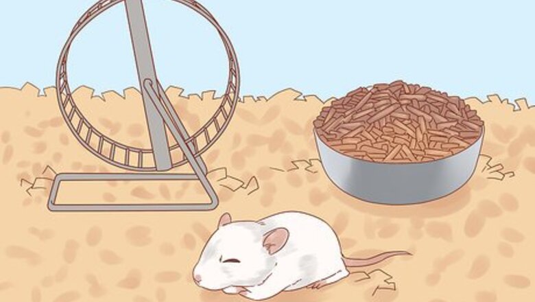 How to Spot and Treat Bumblefoot in Rats