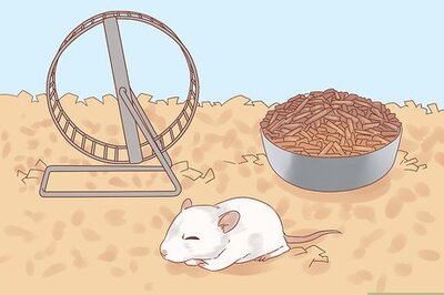 How to Spot and Treat Bumblefoot in Rats