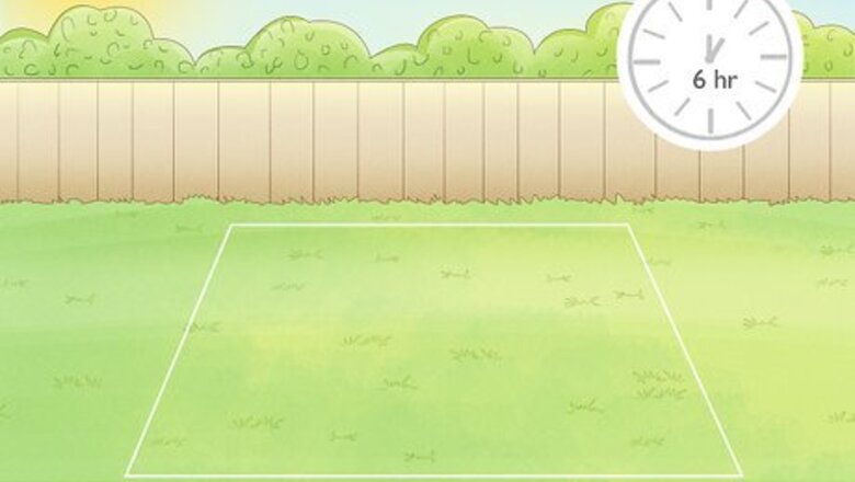 How to Plant Daffodils