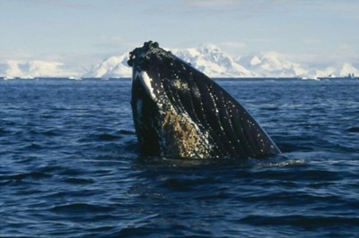 Tourist Exploring Australia's World Heritage-listed Ningaloo Reef 'Crushed by Whale's Tail'