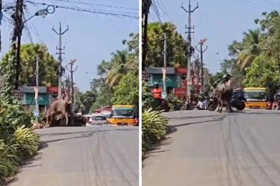 Terrifying Video Shows Man Getting Attacked By Angry Bull In Kerala