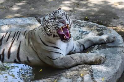 Lockdown Leaves Zoo Animals Hungry, Apex Body Wants Their Upkeep in 'Essential Services' List
