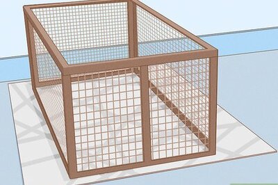 How to Care for a Miniature Potbellied Pig