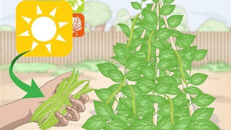 How to Pick Runner Beans