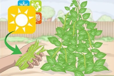 How to Pick Runner Beans