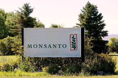 Govt Set to Cut Monsanto's GM Cotton Seed Royalties by 20 Percent: Sources