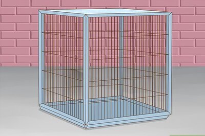 How to Care for a Dog With a Broken or Fractured Pelvis